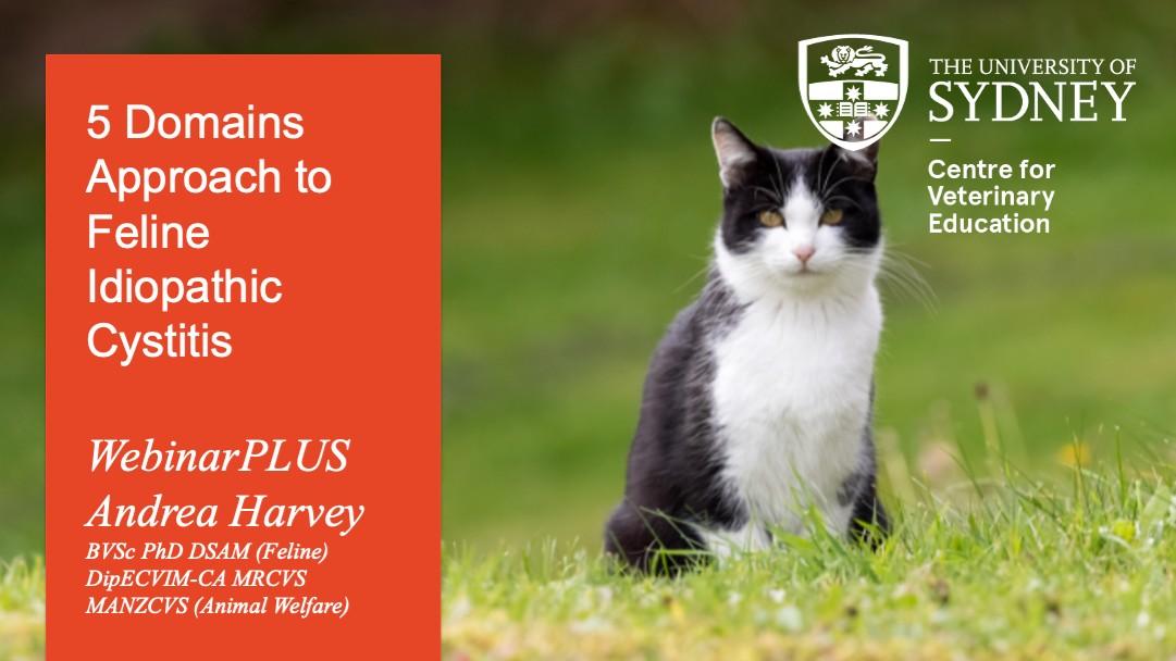 5 Domains Approach to Feline Idiopathic Cystitis WebinarPLUS
