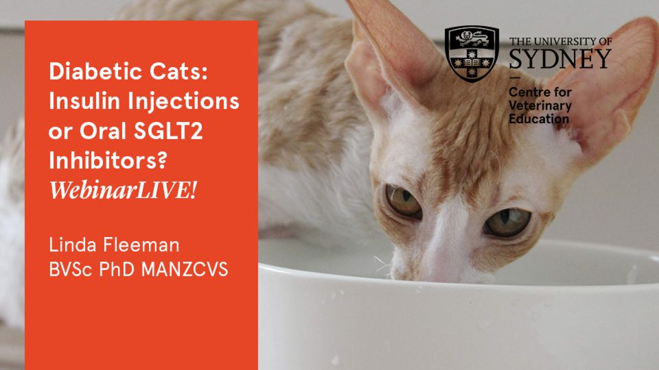 Diabetic Cats: Insulin Injections or Oral SGLT2 Inhibitors? WebinarLIVE!