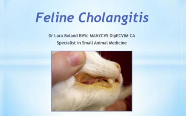 Feline Cholangitis