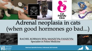 Adrenal Neoplasia in Cats