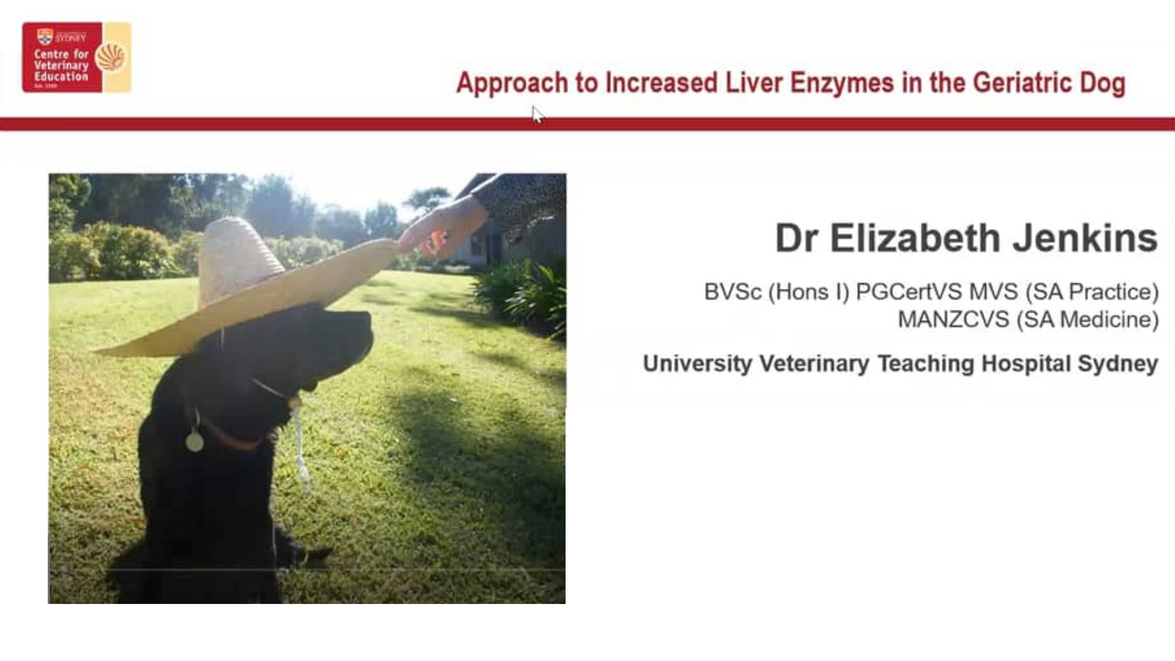 Increased Liver Enzymes in the Geriatric Dog