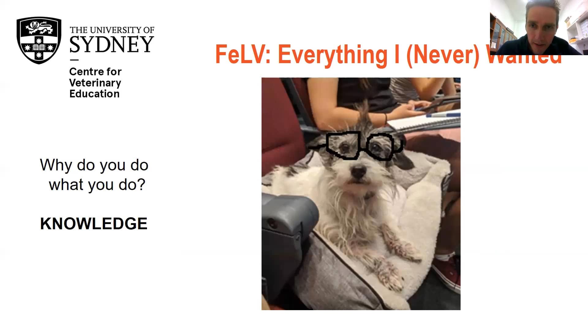 FeLV: Everything (I Never) Wanted