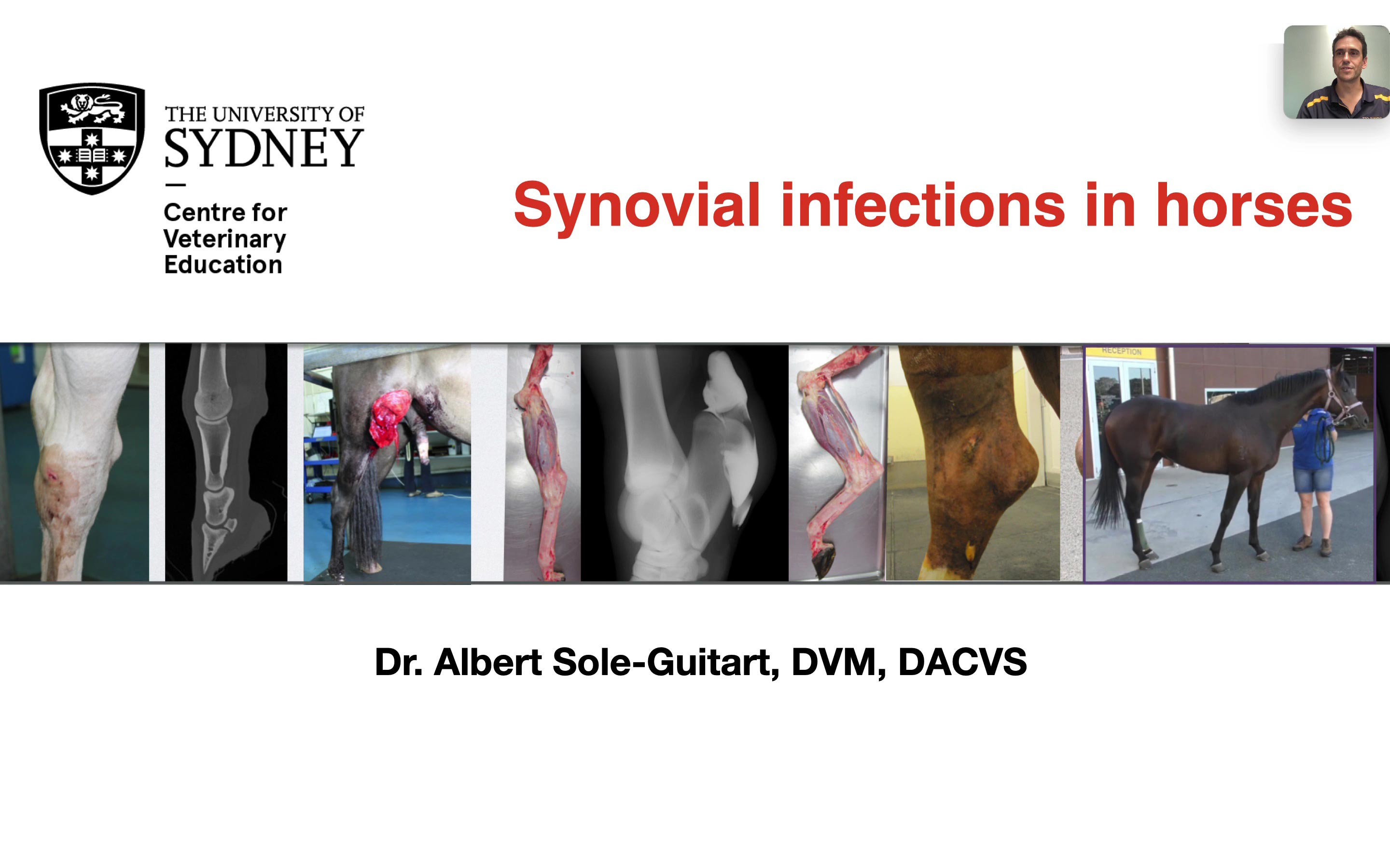 Synovial Infections in Horses