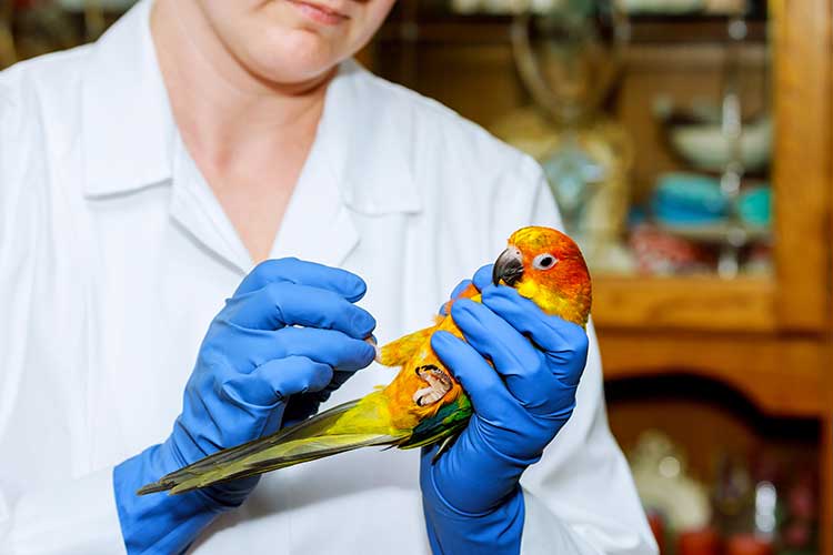 Avian Surgery TimeOnline