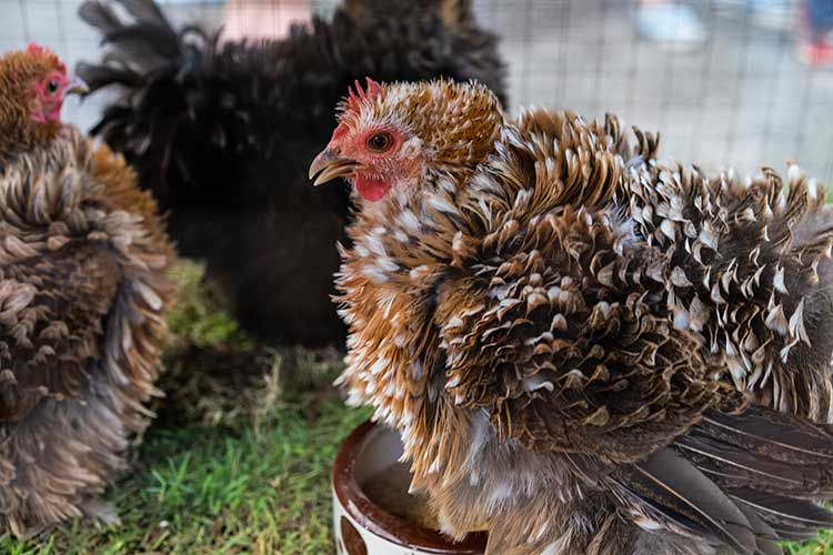 Backyard Poultry TimeOnline