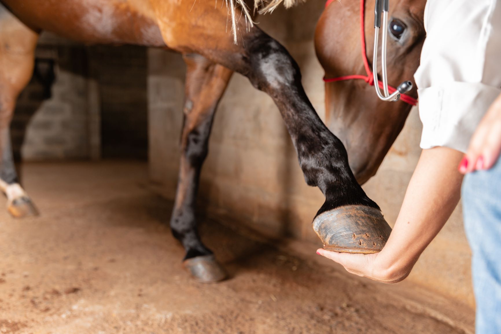 Synovial Infections in Horses WebinarPLUS