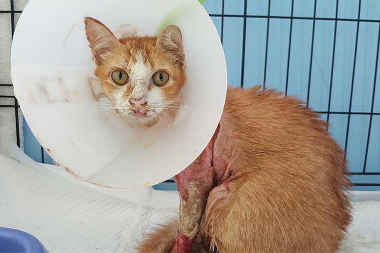 Non-accidental injury in animals