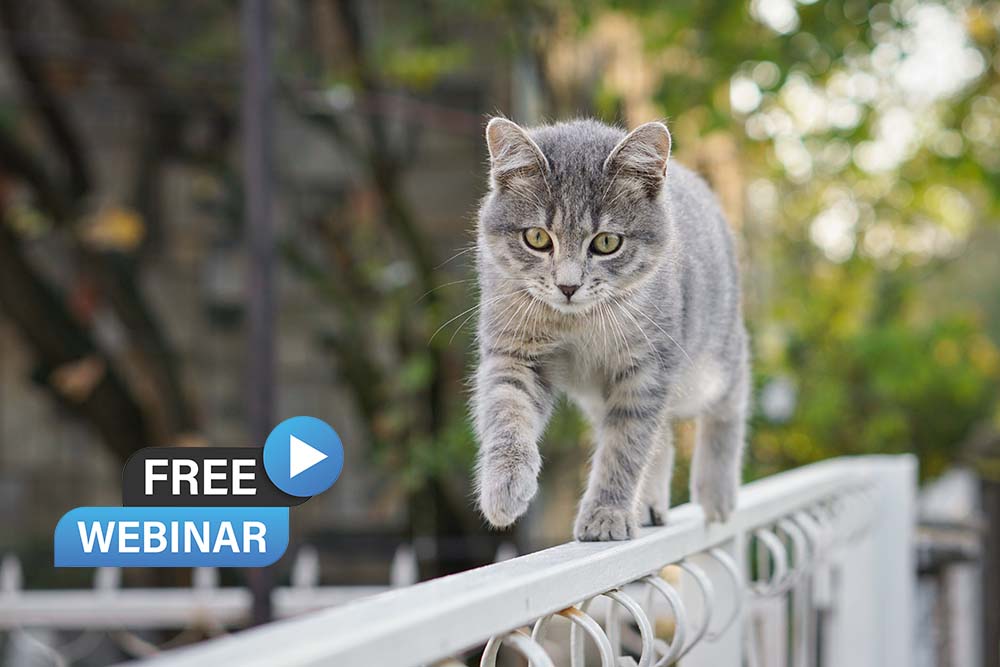 Musculoskeletal Disease in Cats WebinarLIVE!