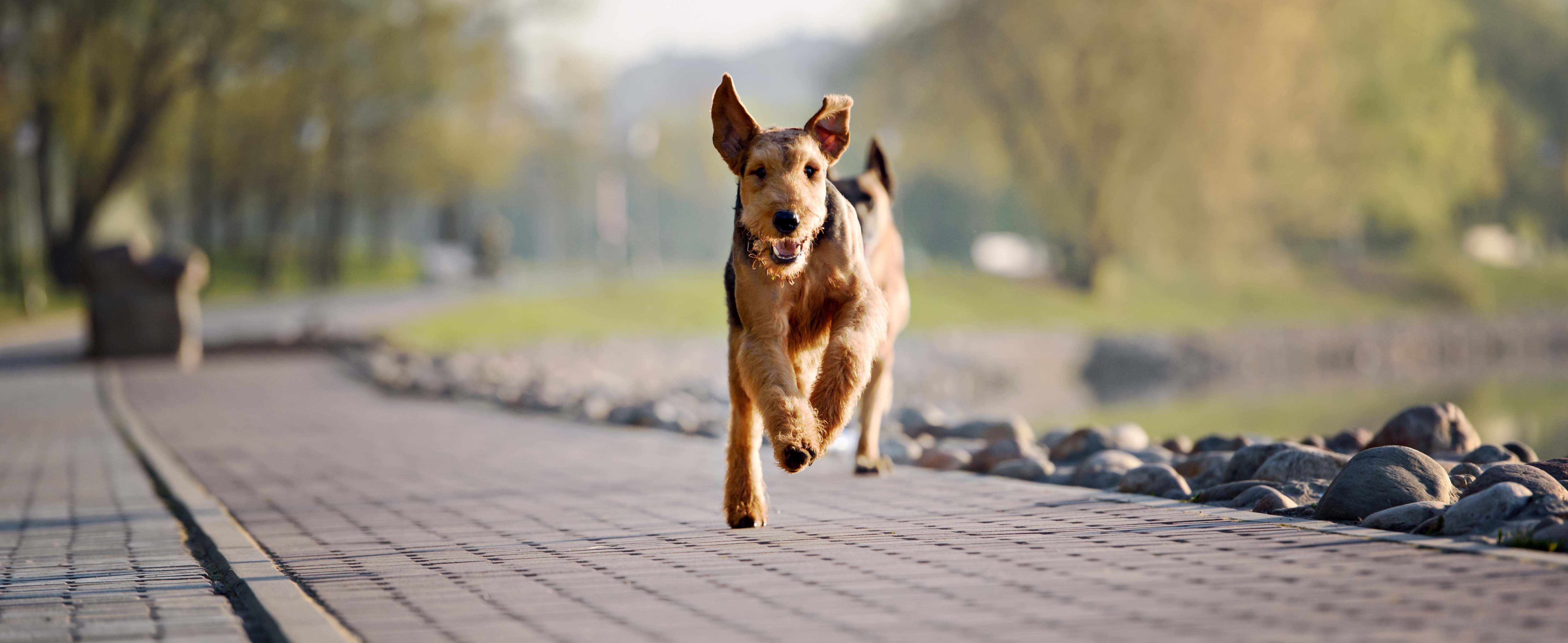 Canine Biomechanical Assessment TOL OnDemand (Vets)