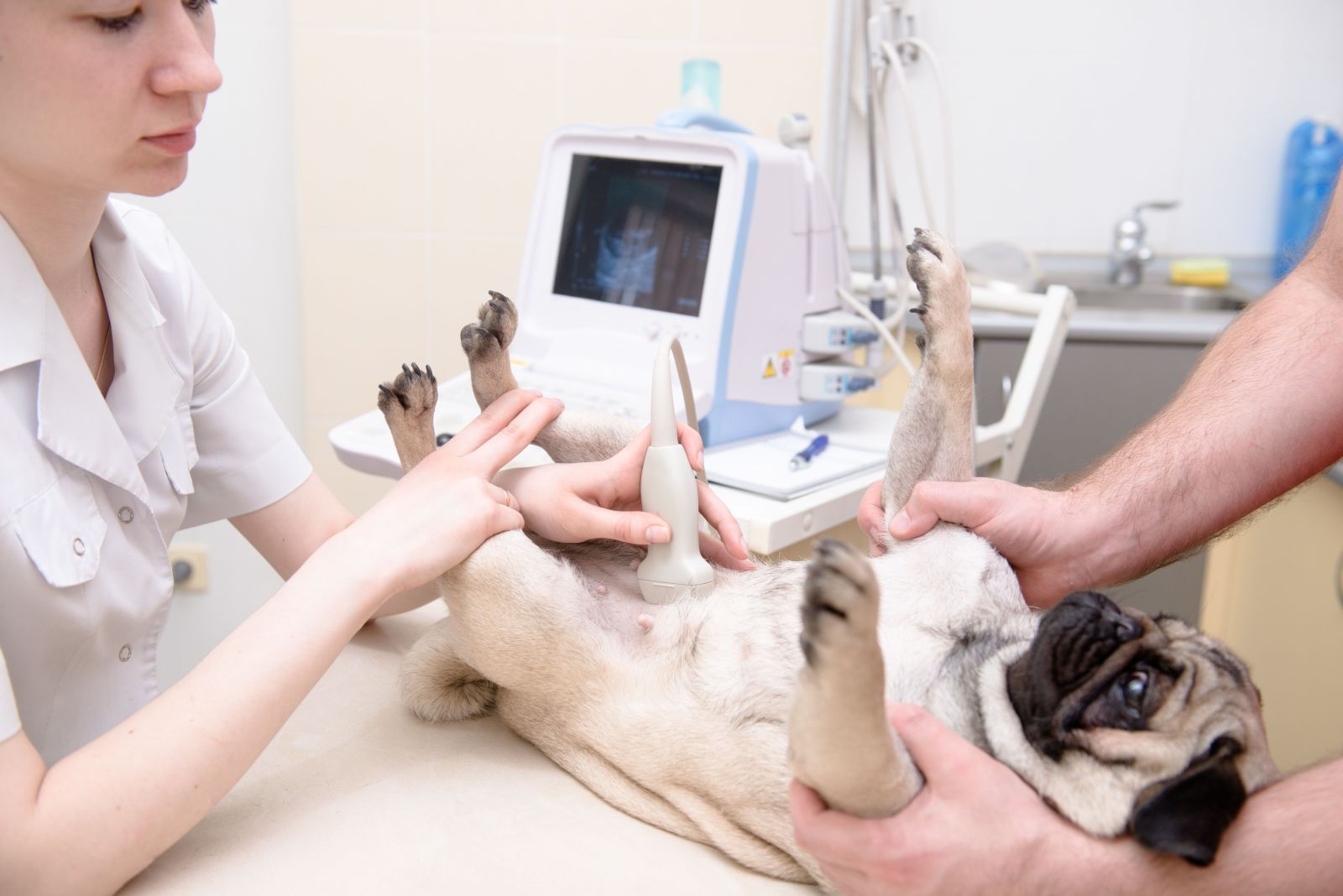 Canine Abdominal Ultrasound TimeOnline