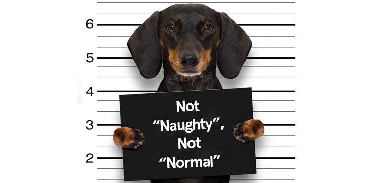 Not “Naughty”, Not “Normal”- Behaviour Conference + Masterclass