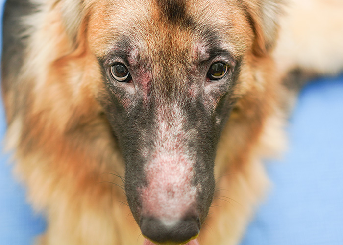 veterinary dermatology
