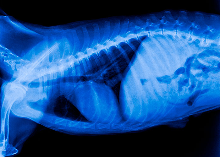 veterinary diagnostic imaging thoracic