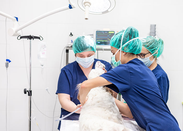small animal emergency medicine