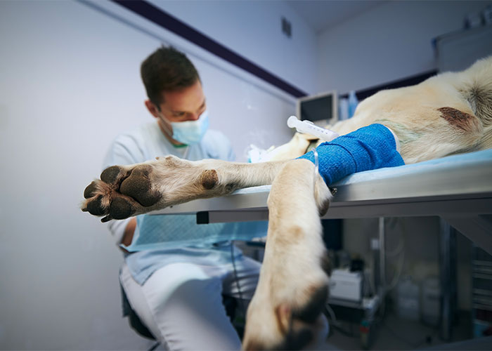 small animal surgery