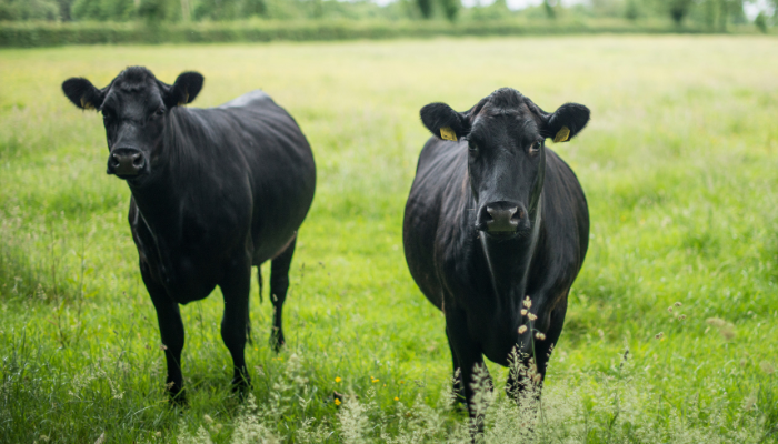 Beef Production Medicine