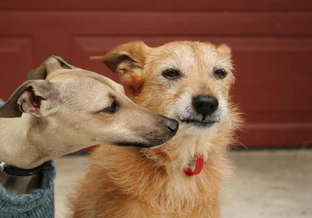 Veterinary Behavioural Medicine
