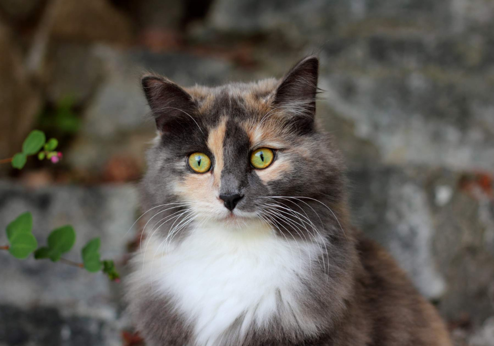 Feline Medicine