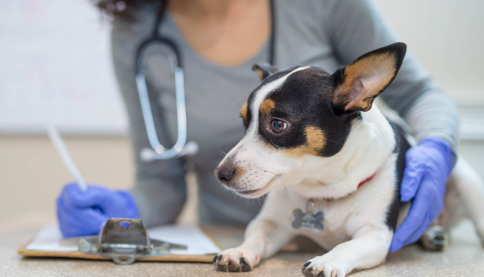 small animal internal medicine