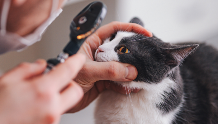 small animal ophthalmology