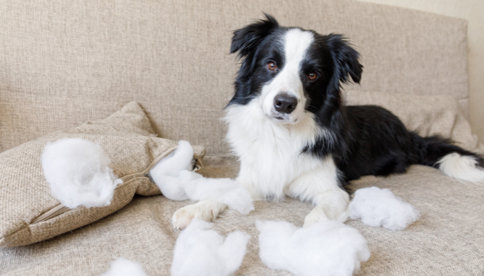 Veterinary Behavioural Medicine