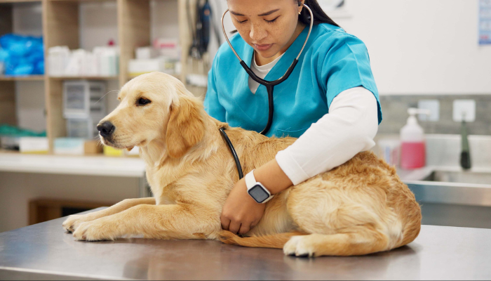 Cardiorespiratory veterinary medicine