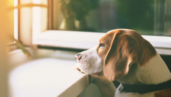 small animal neurology