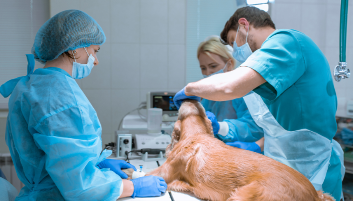 small animal emergency medicine
