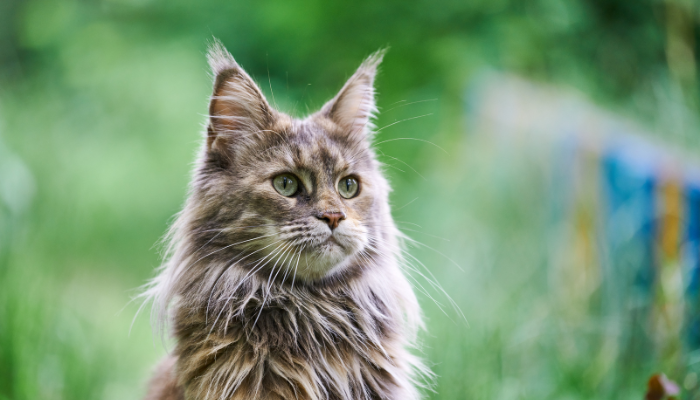 Feline Medicine