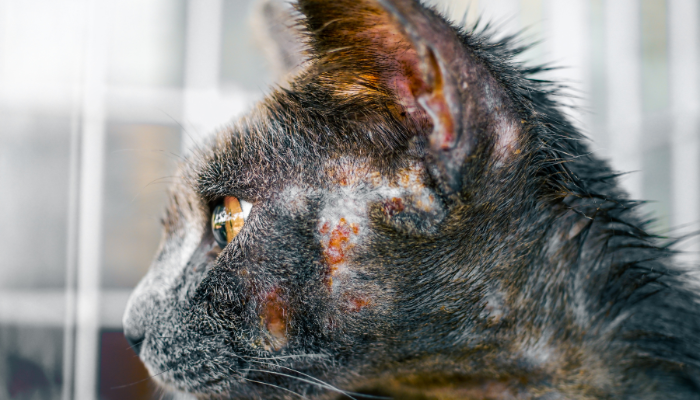 Dermatology: Infectious Skin Disease Distance Education