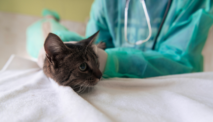 Practical Oncology Distance Education