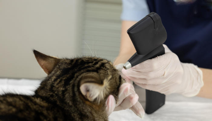 Ophthalmology Distance Education