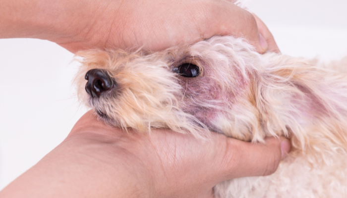veterinary dermatology