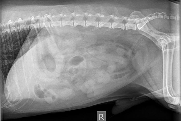 diagnostic imaging abdominal