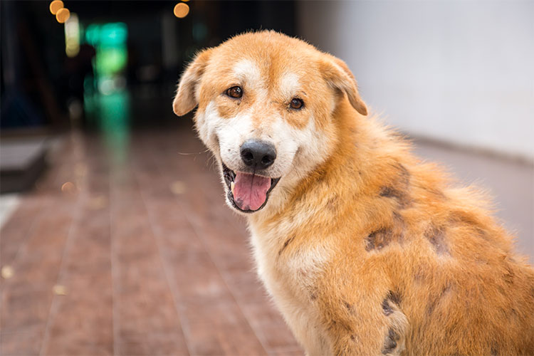 Infectious Disease Small Animal