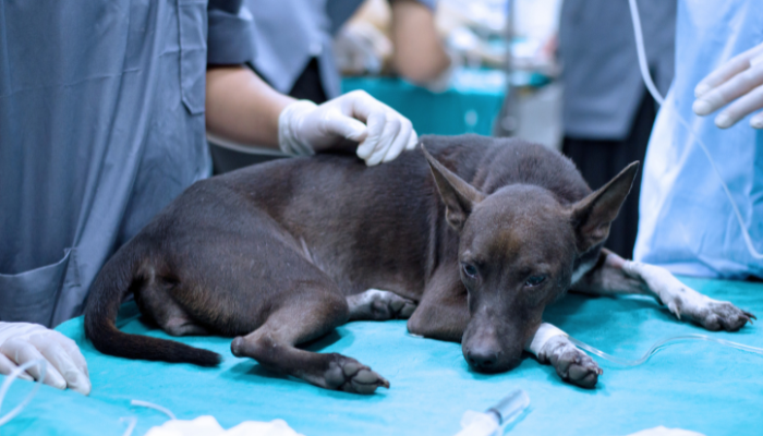 anaphylaxis in small animals
