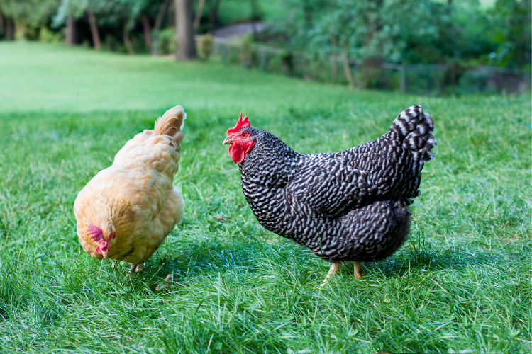 Backyard Poultry online course