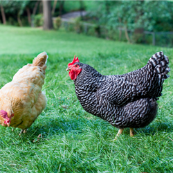 Backyard Poultry TimeOnline