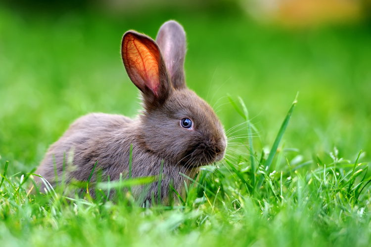 Rabbits & Rodents Online course