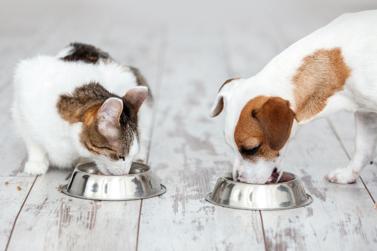Small Animal Nutrition TimeOnline
