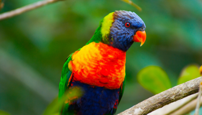 Avian Surgery TimeOnline