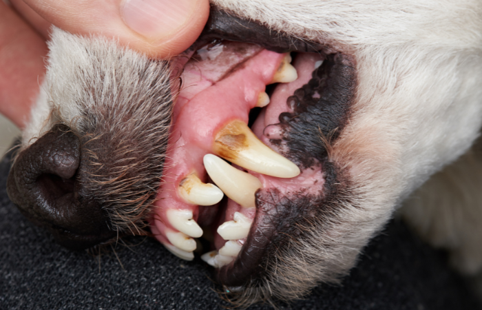Comprehensive Dentistry For Modern Practitioners TimeOnline