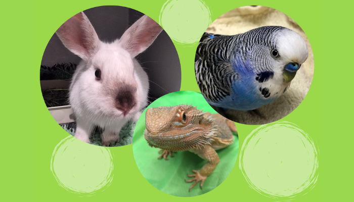 Exotics Emergency - The Basics TimeOnline