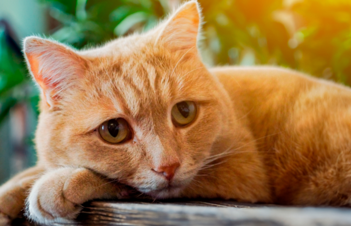 Feline Chronic Diarrhoea TimeOnline OnDemand