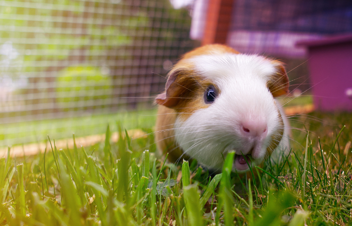 Guinea Pig Medicine & Surgery TimeOnline