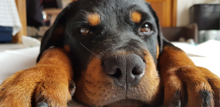 Efficient Toujeo Insulin Dose Titration in Dogs WebinarLIVE!