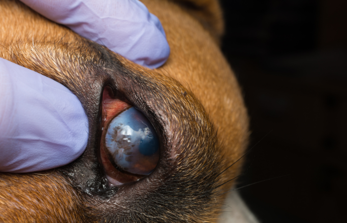 Ophthalmic Surgery TimeOnline