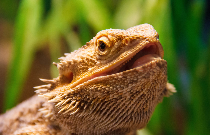 Reptile Medicine TimeOnline