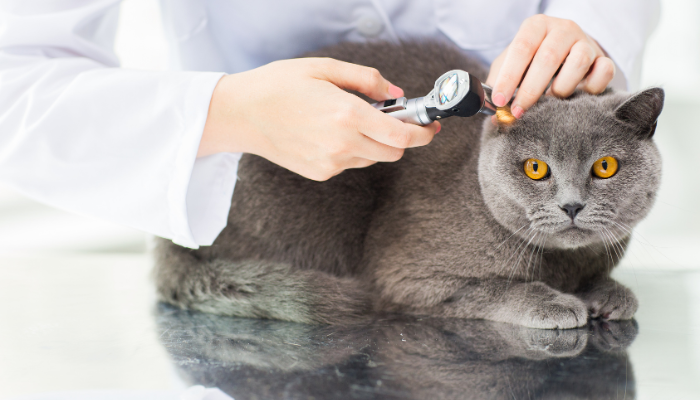 Dermatitis and Otitis in small animals