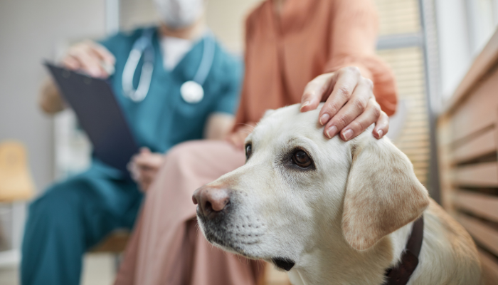 Animal Neurology